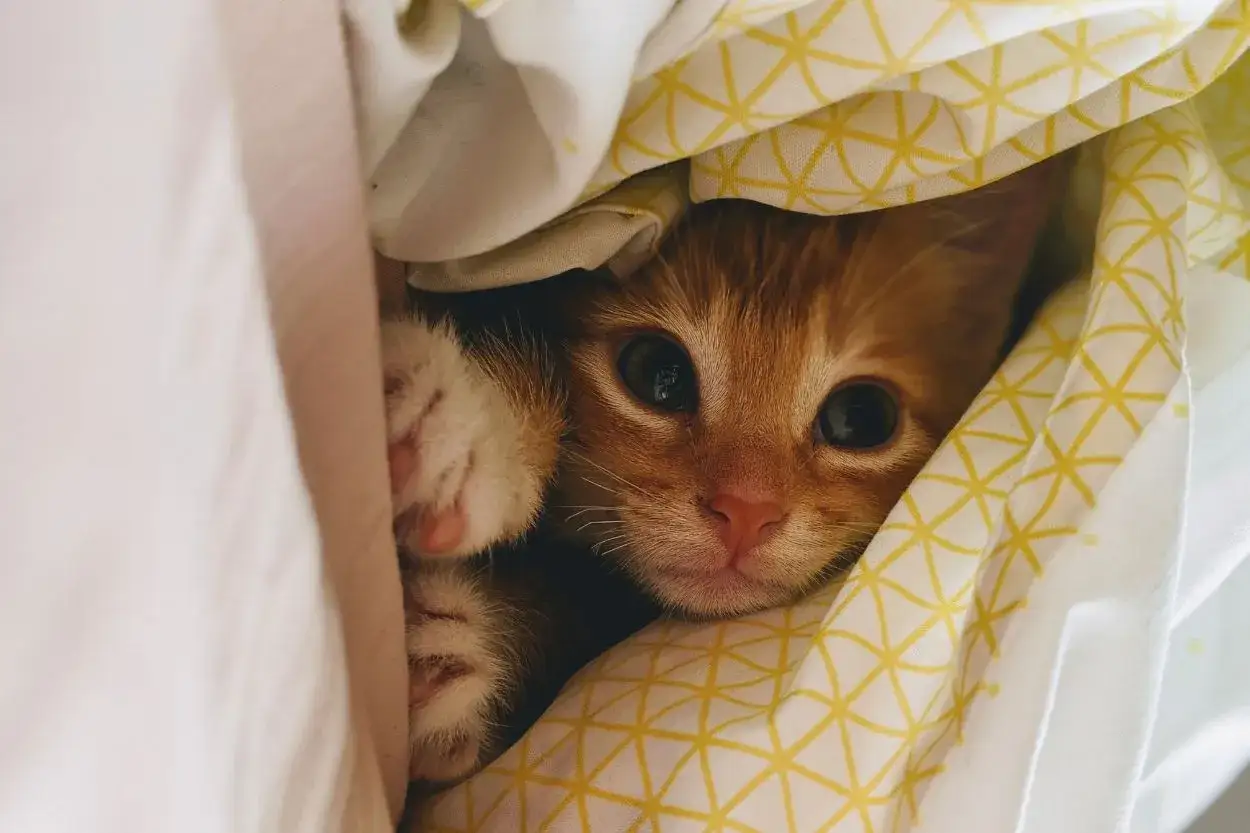 Un chat craintif, combien de temps restera-t-il cach&eacute; sous la couette ? Ses petites pattes d&eacute;passent, ses grands yeux observent.