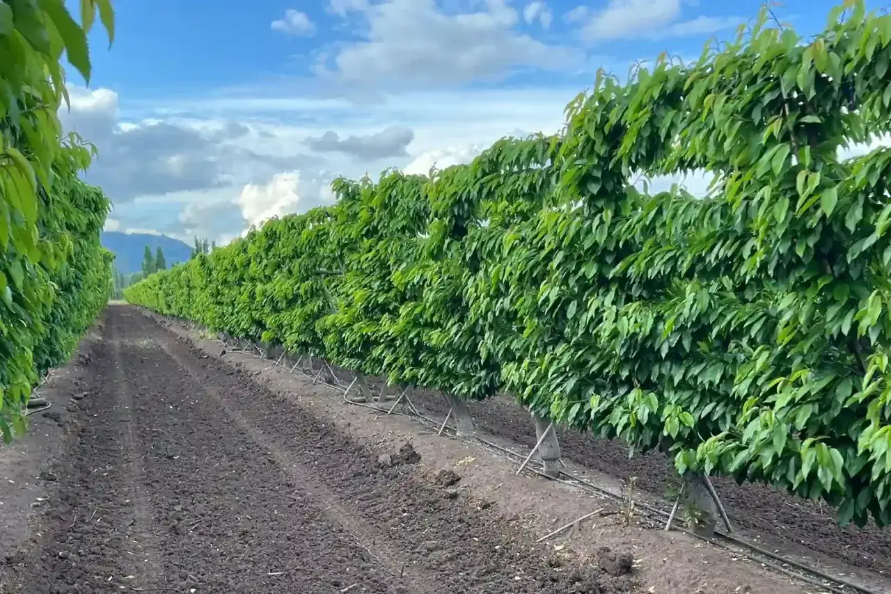 Fila di alberi di ciliegio rigogliosi in un frutteto, con terreno lavorato e sistema di irrigazione. La concimazione ciliegio è fondamentale per questa crescita.
