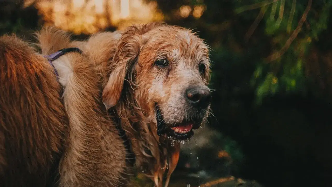 Zmoknięty, starszy pies rasy golden retriever, idealny pies dla emeryta, z mokrym futrem i kapiącą wodą z pyska.