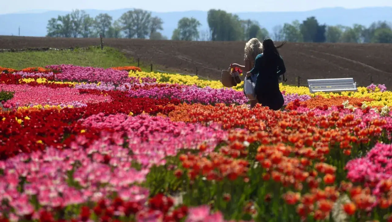 Dwie kobiety spacerują po polu pełnym kolorowych tulipanów, kiedy jest sezon na tulipany.