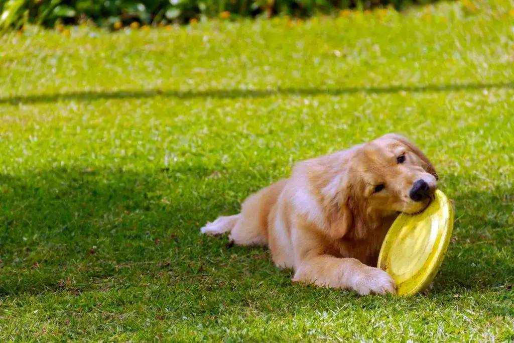Golden Retriever bawiący się w aportowanie na świeżym powietrzu