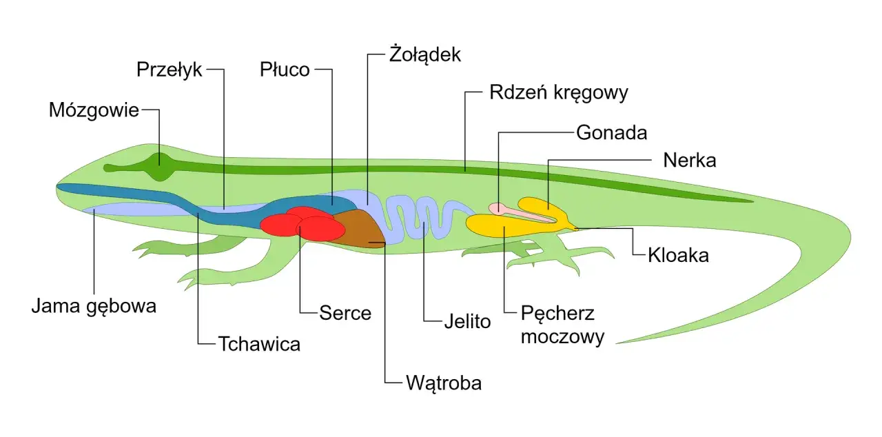 Schematyczny przekrój jaszczurki z zaznaczonymi organami wewnętrznymi, w tym jelitem, sercem, wątrobą i kloaką.