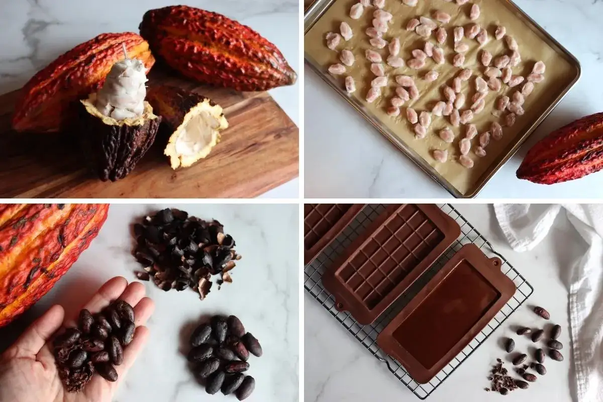 Dalla fava alla tavoletta: cacao, semi tostati, gusci e stampi per creare la tua pasta di cacao.