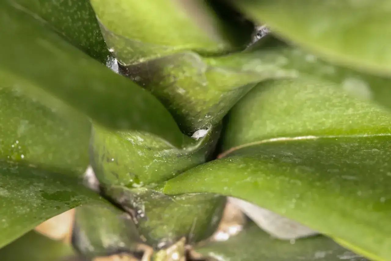 Gros plan sur une cochenille sur une orchidée, suggérant un traitement naturel pour éradiquer ce nuisible envahissant.