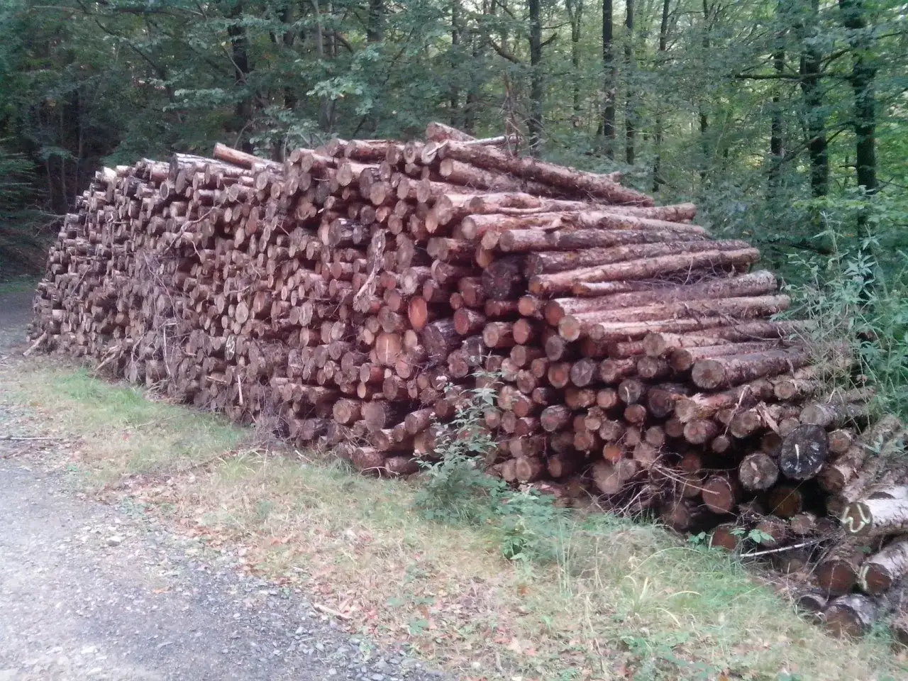 Ein großer Stapel frisch geschlagenes Brennholz liegt am Waldrand. Die Preise für Brennholz im Wald sind hier gut sichtbar.