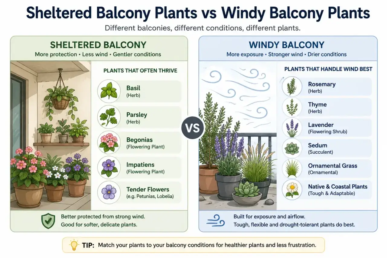 Sur un balcon abrité, on peut planter le basilic. Sur un balcon venteux, le romarin prospère. L'image compare les plantes idéales pour chaque situation.