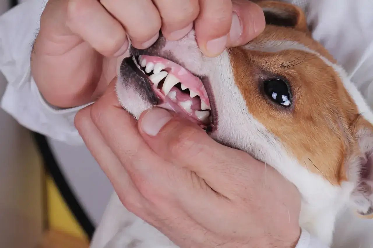 Revisión dental de un perro. Las encías rosadas y los dientes blancos sugieren buena salud, sin signos de gingivitis en perros.