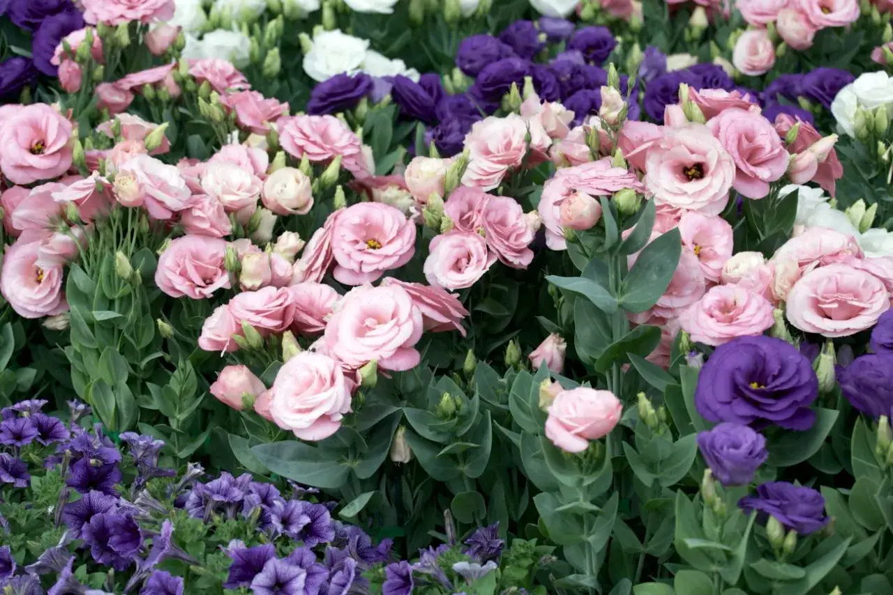 Eustoma kwitnie latem, tworząc bujne kępy różowych, fioletowych i białych kwiatów.