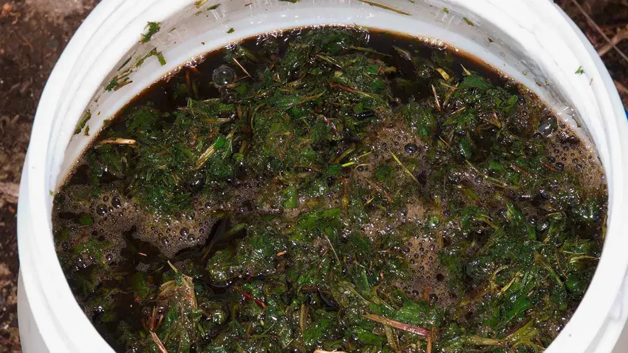 Macerato di ortica in fermentazione. Informarsi sulle controindicazioni prima dell'uso.