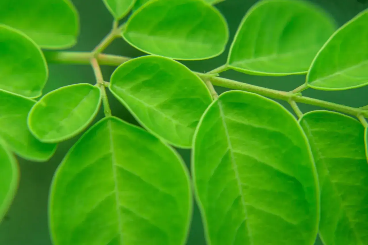 Zielone liście moringi. Pamiętaj o moringa przeciwwskazania przed spożyciem.