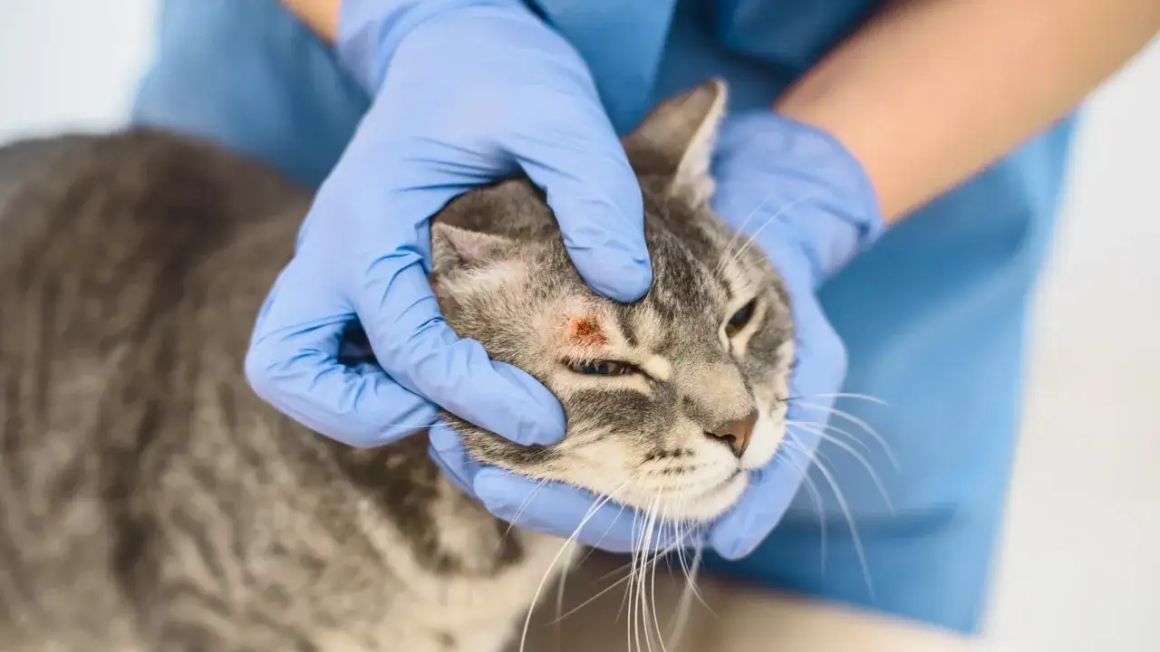 Tierarzt untersucht eine Katze mit Hautpilz im Gesicht. Die rote Stelle am Auge der Katze wird von blauen Handschuhen gehalten.