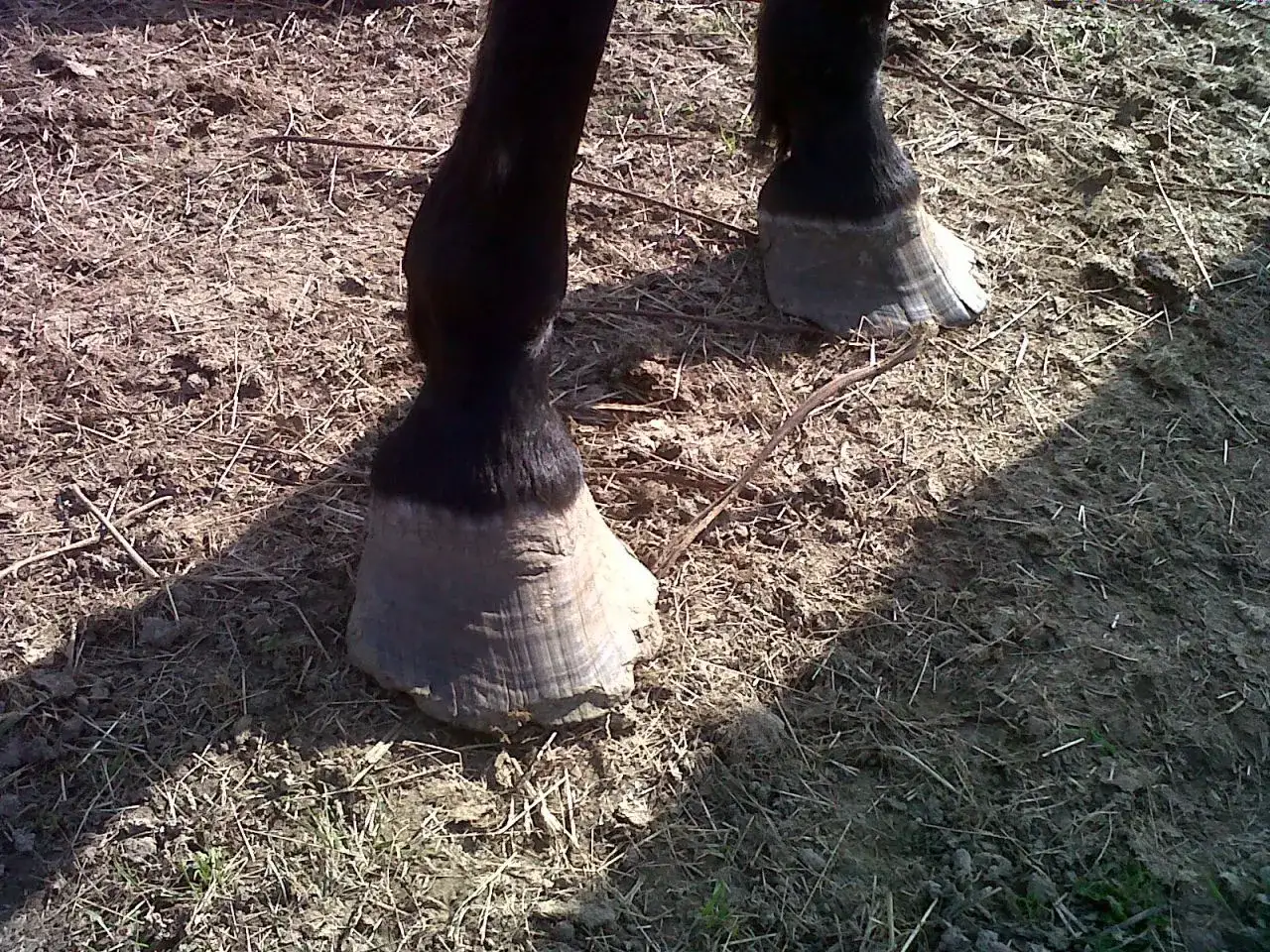 Gros plan sur les sabots d'un cheval, dont un sabot sabot long, posés sur un sol sec et herbeux.