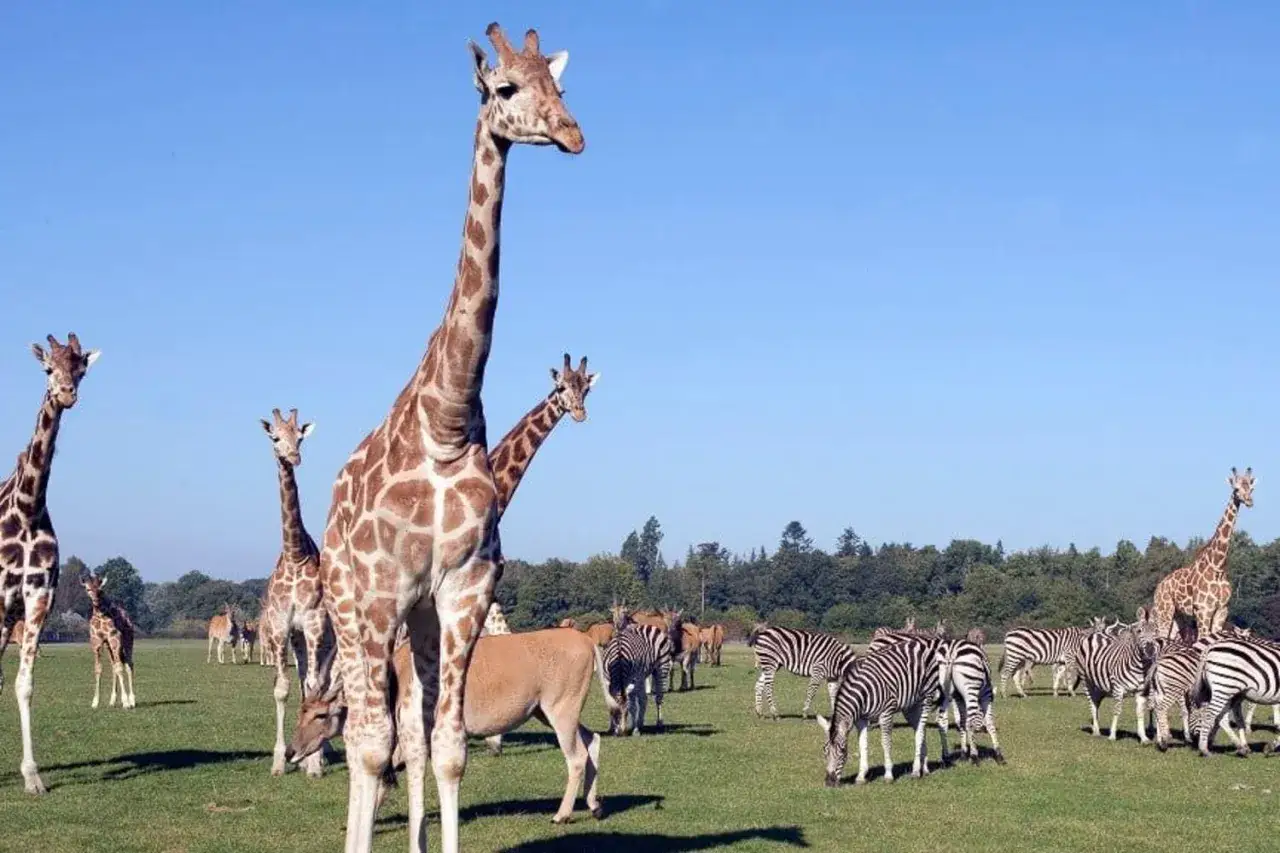 En grupp giraffer och zebror betar på en grön äng under en klarblå himmel. En härlig safari i Danmark!