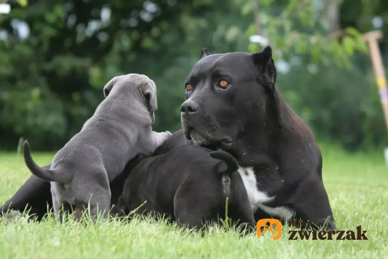 Szczenię cane corso wspina się na matkę. Zastanawiasz się, ile kosztuje cane corso?