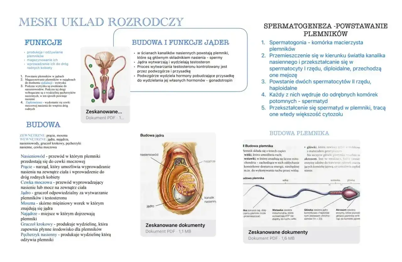 Na schemacie układu rozrodczego męskiego widoczne są jądra, najądrza i nasieniowody. Opisano powstawanie plemników, gdzie grudki w spermie to efekt procesu spermatogenezy.