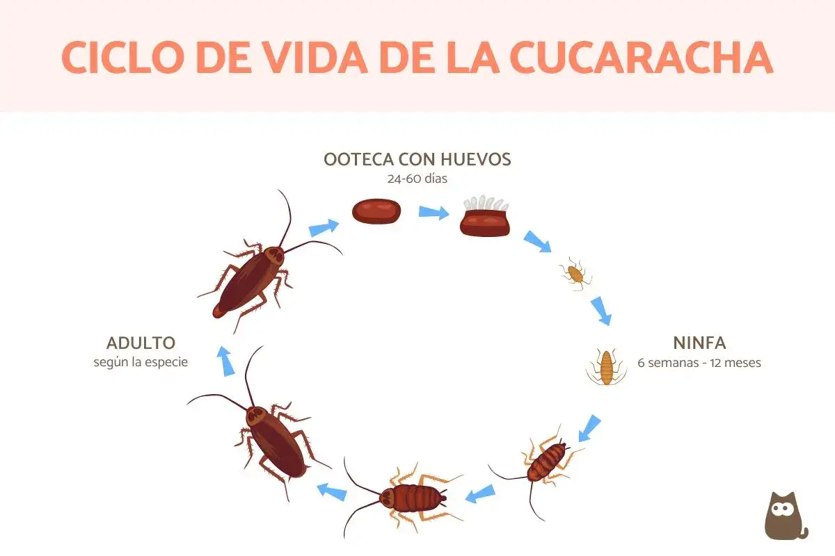 Ciclo de vida de la cucaracha: ooteca con huevos (24-60 d&iacute;as), ninfa (6 semanas-12 meses) y adulto. As&iacute; se responde cuanto tarda en nacer una cucaracha.