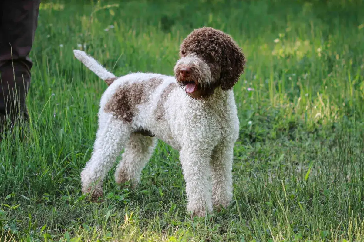 Un perro lagotto romagnolo, con su caracter&iacute;stico pelo rizado blanco y marr&oacute;n, descansa en la hierba verde.