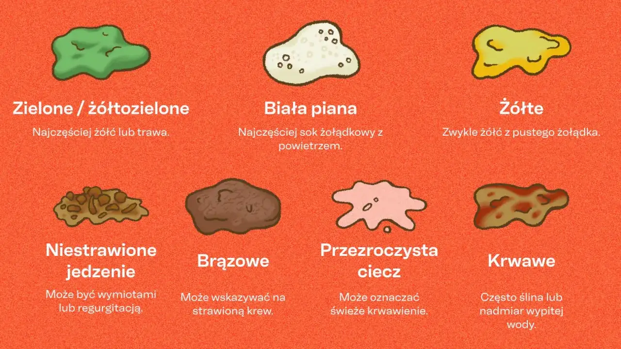 Niestrawione jedzenie w psich wymiocinach. Może to być objaw problemów żołądkowych.