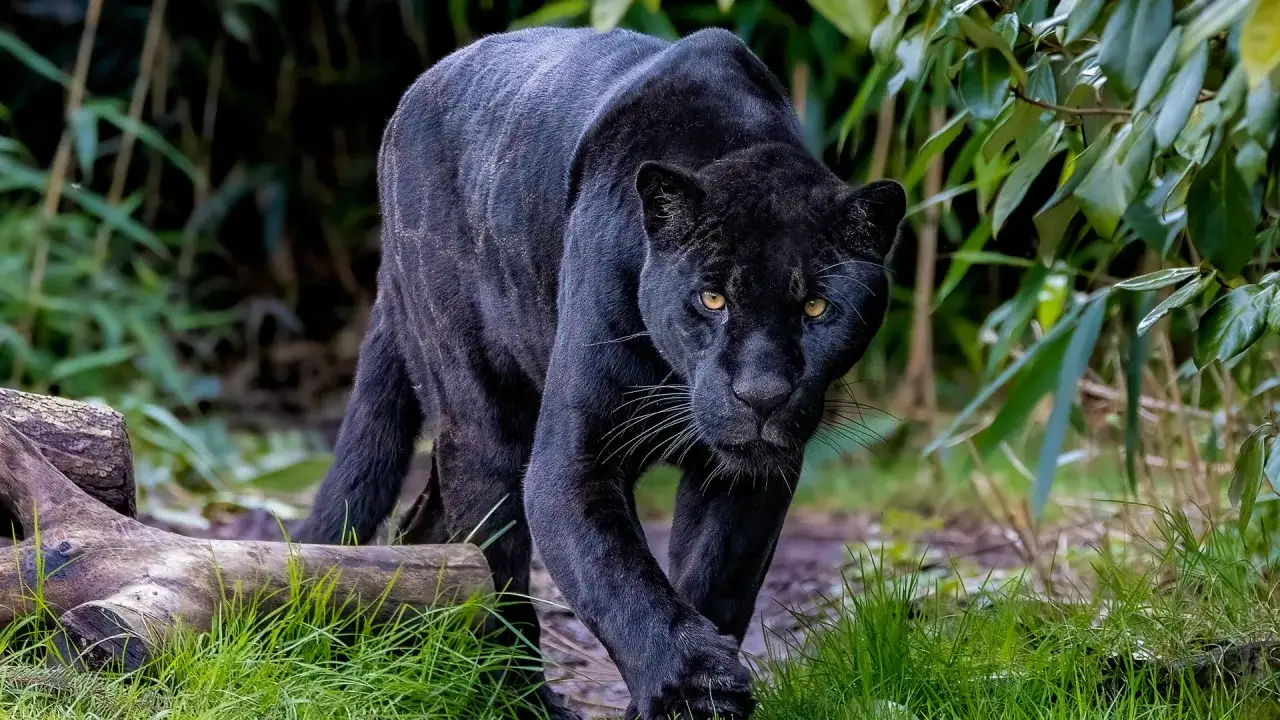 Ein majest&auml;tischer schwarzer Jaguar schleicht durch &uuml;ppiges Gr&uuml;n. Sein Fell gl&auml;nzt, die gelben Augen fixieren den Betrachter.