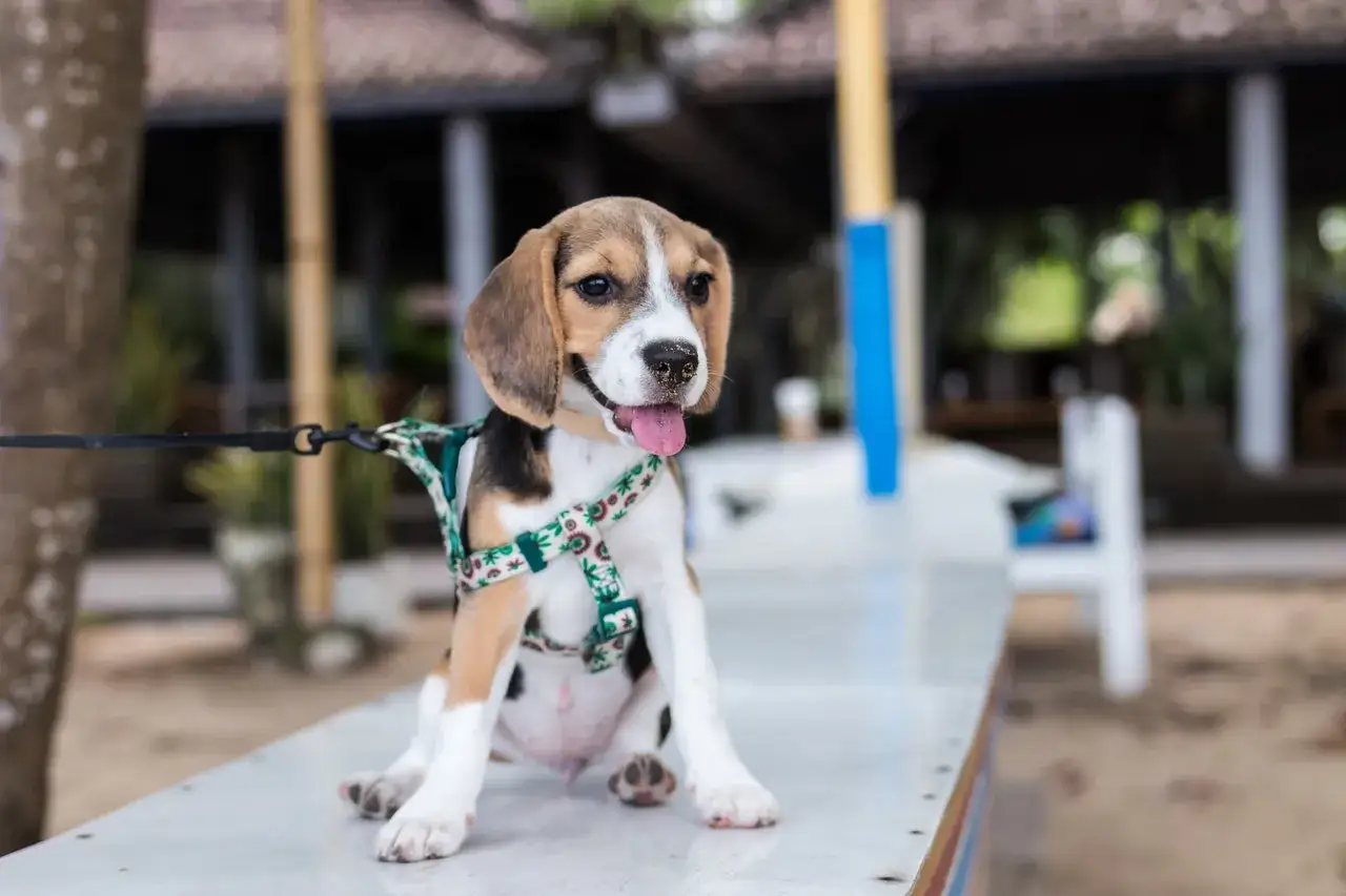 Uroczy szczeniak beagle w kolorowej obroży siedzi na ławce, gotowy na pierwsze wyjście na dw&oacute;r.