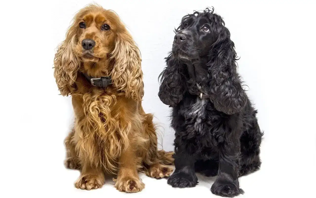 Dwa cocker spaniele, rudy i czarny, siedzą obok siebie. Różne odmiany tej rasy.