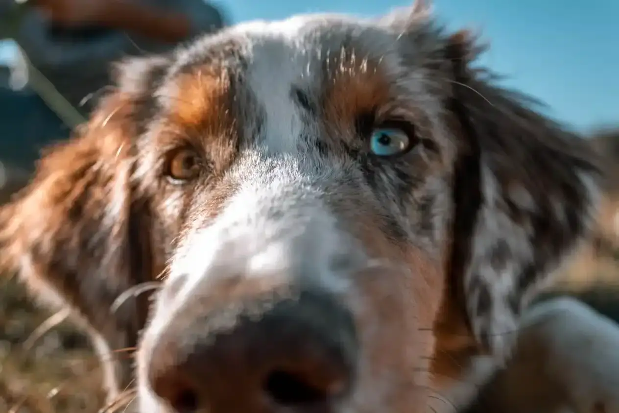 Pies z pięknym, niebieskim okiem i brązowym, to urocza heterochromia u psa.