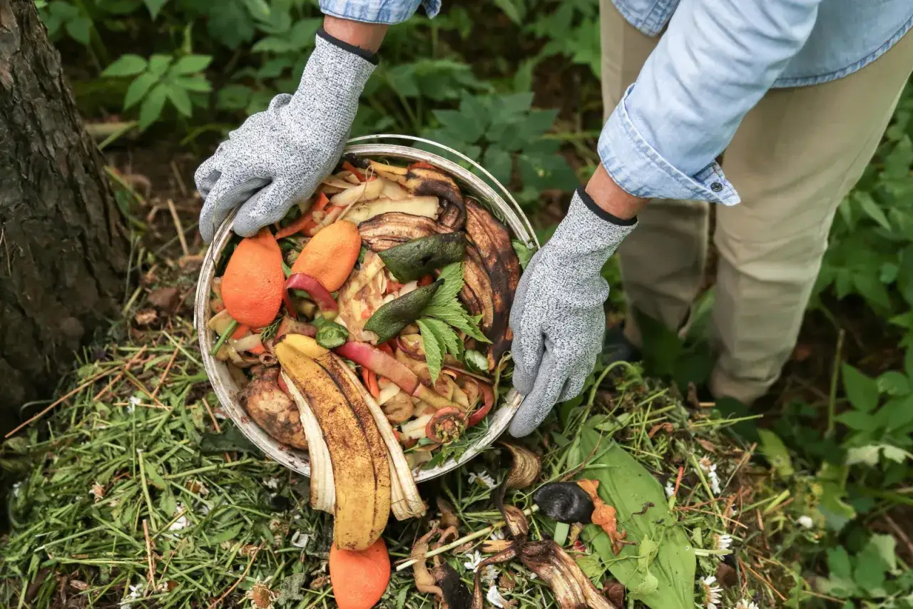 Ręce w rękawiczkach trzymają wiadro z resztkami organicznymi, w tym skórkami z banana, które staną się cennym nawozem.
