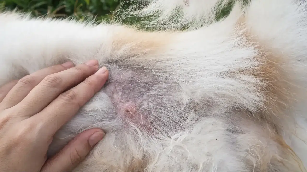 Hautirritation bei einem Hund, die auf Milben hindeutet und zu Haarausfall f&uuml;hrt. Eine Hand untersucht die betroffene Stelle.
