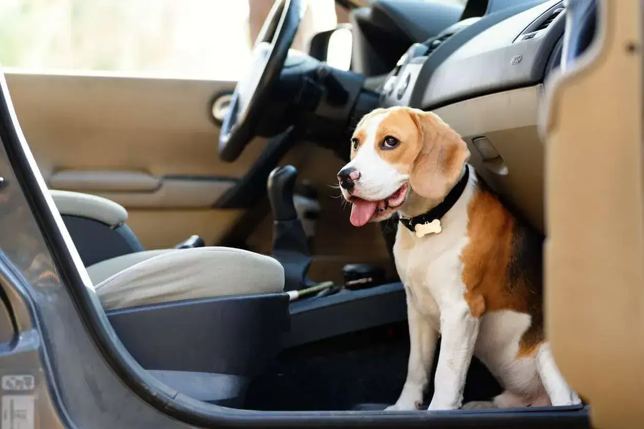 Un beagle, l'air un peu fatigué, est assis sur le siège passager d'une voiture. Ce chien malade en voiture attend patiemment son vétérinaire.