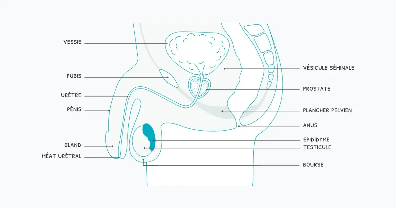 Schéma anatomique du système urinaire et reproducteur masculin. La prostate est visible près de la vessie. Une fuite urinaire après grattage prostate peut survenir.