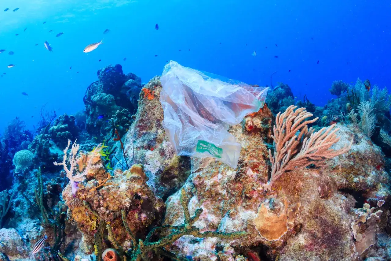 Plastikowa torba na rafie koralowej to symbol tego, dlaczego rafom koralowym grozi wyginięcie. Ryby pływają obok śmieci.
