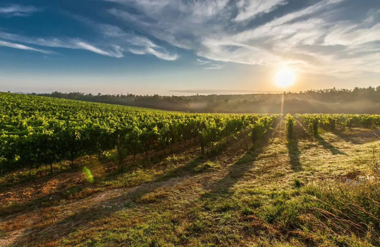 Lever du soleil sur les vignes luxuriantes du **Château Feytit Clinet**. La brume matinale se dissipe, révélant des rangées de vignes baignées de lumière dorée.