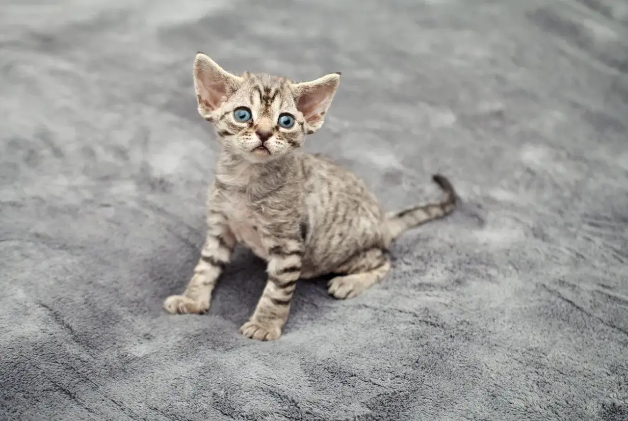 Zdjęcie Kolory Devon Rex: Jakie są najpiękniejsze umaszczenia tej rasy?