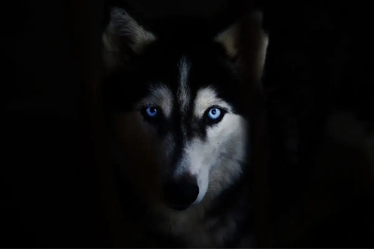 Zdjęcie Czy husky szczeka? Odkryj ich niezwykłe dźwięki i zachowanie