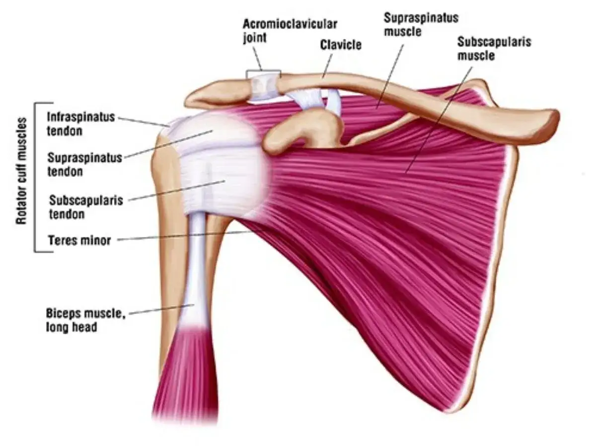 Detailansicht der Schulter Muskeln Anatomie mit Rotatorenmanschette, Bizeps und Schlüsselbein.