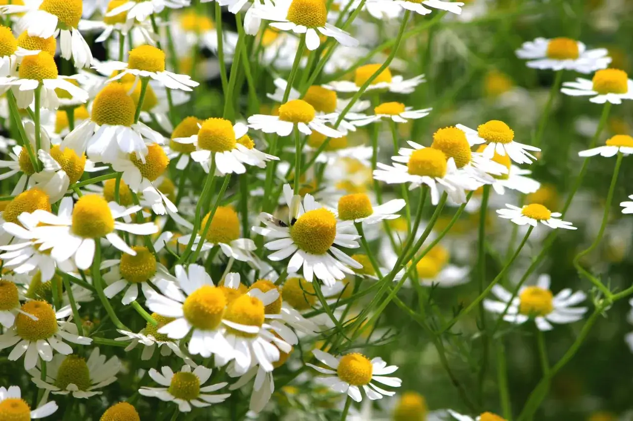 Ein Feld voller wilder Kamille blüht in voller Pracht. Die kleinen weißen Blüten mit den gelben Zentren sind ein Blickfang.