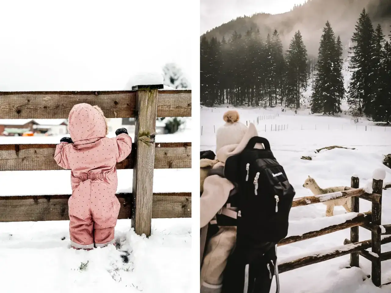 Kleines Kind im rosa Schneeanzug blickt über Holzzaun. Rechts ein Alpaka im Schnee. Perfekter winterurlaub mit baby.