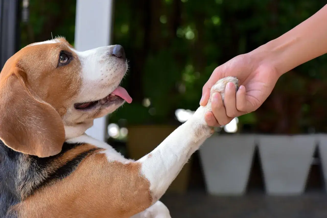 Un beagle da la pata a una mano, un gesto de confianza y complicidad. &iexcl;Descubre 40 trucos para tu perro!