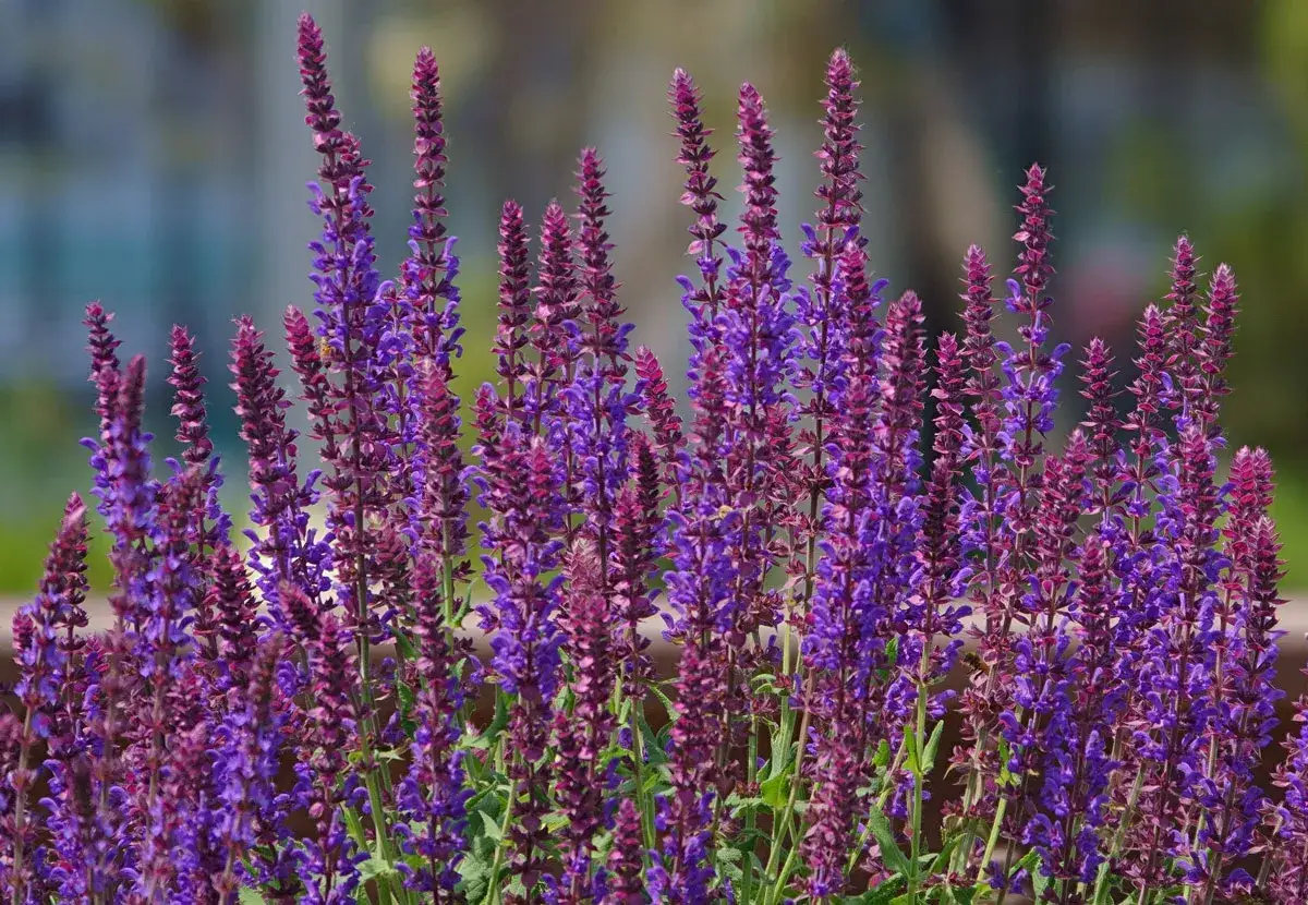 Fleurs de sauge vivace en pleine floraison, un spectacle color&eacute; qui demande peu d'entretien.