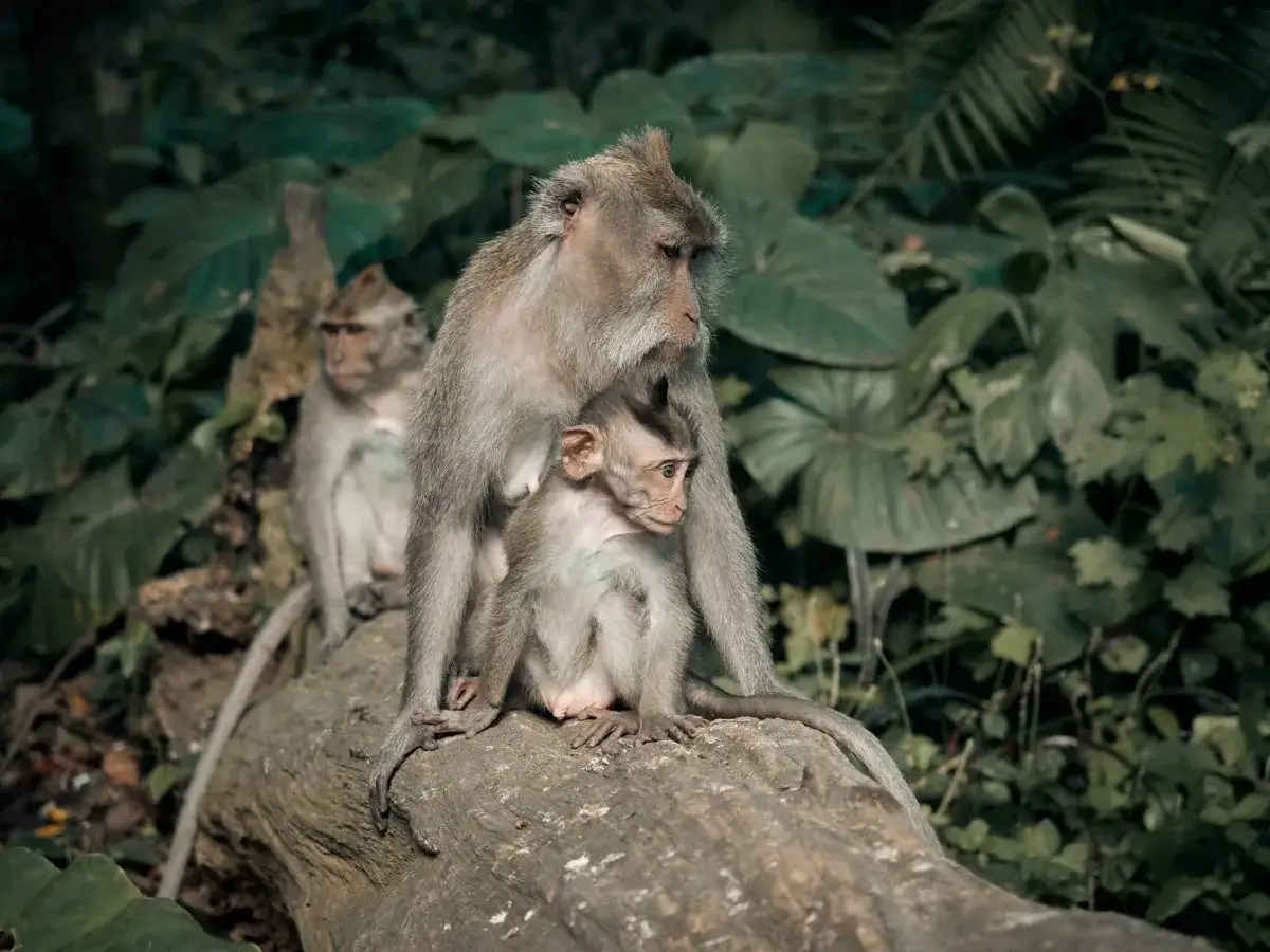 Małpi las w Ubud. Matka z dzieckiem na pniu, w tle inne małpy. Tajemnicza, zielona dżungla.
