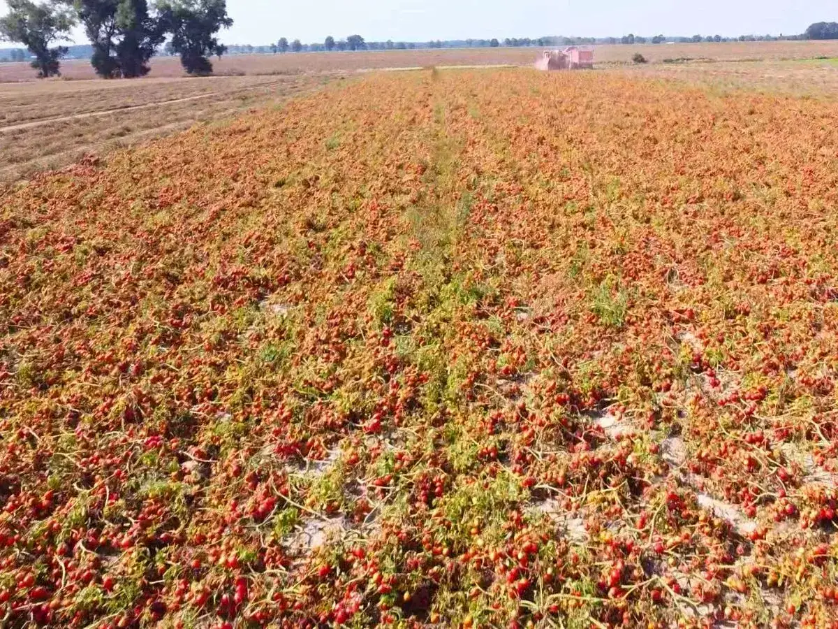 Ogromne pole z dojrzałymi pomidorami, gotowymi do zbioru. To efekt udanej uprawy pomidorów w gruncie.