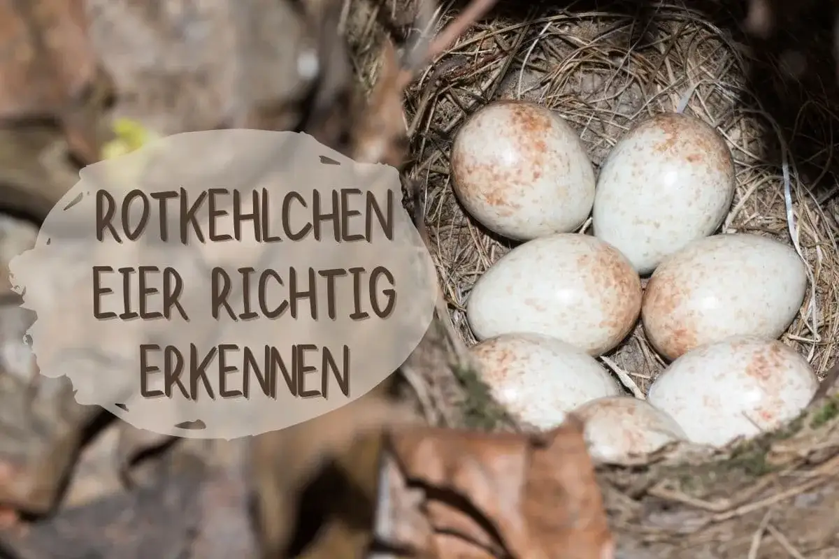 Sechs zarte rotkehlchen eier mit braunen Sprenkeln liegen im Nest.