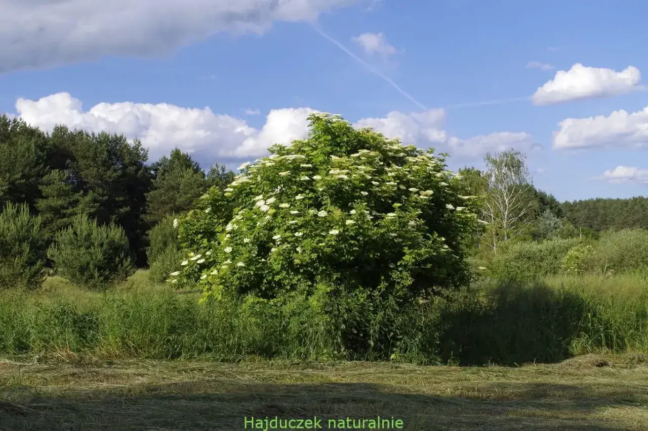 Kwitnący bez, bujny i zielony, na tle lasu i błękitnego nieba z chmurami. To pytanie 