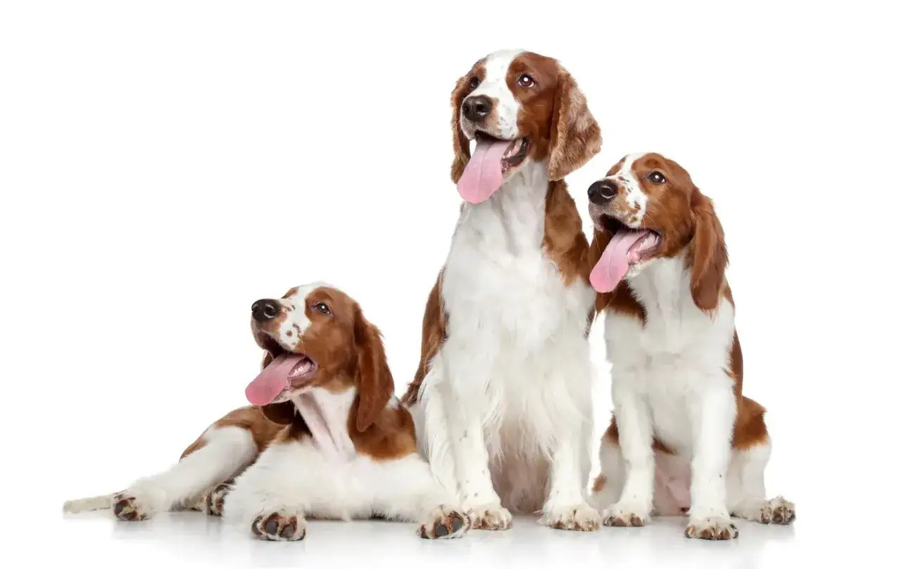 Drei freundliche Spaniel-Rassen mit roten und wei&szlig;en Fellmustern sitzen und liegen auf wei&szlig;em Hintergrund, alle mit herausgestreckten Zungen.