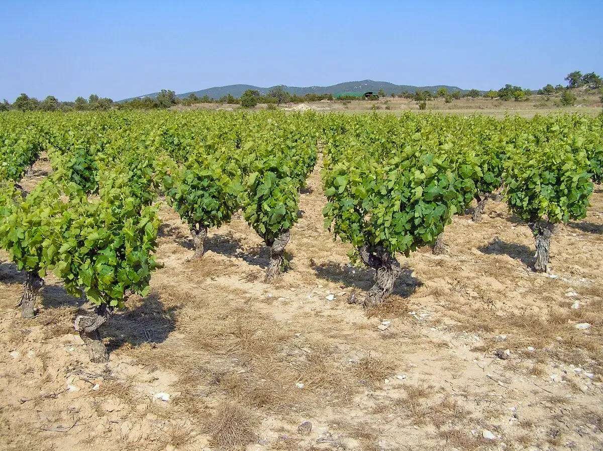 Reihen von Chardonnay-Reben unter blauem Himmel. Der trockene Boden und die gr&uuml;nen Bl&auml;tter versprechen einen vollmundigen Chardonnay-Geschmack.