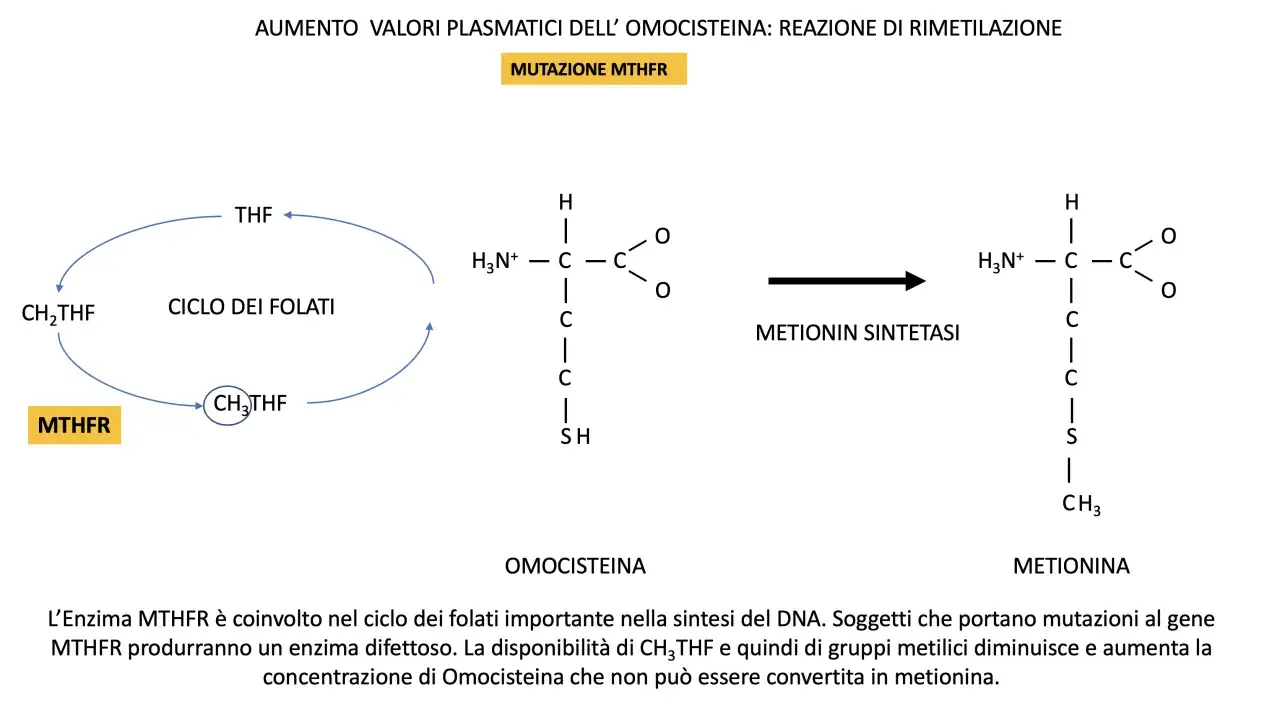 Schema del ciclo dei folati e della metionina sintesi, evidenziando la mutazione MTHFR e l'aumento di omocisteina.