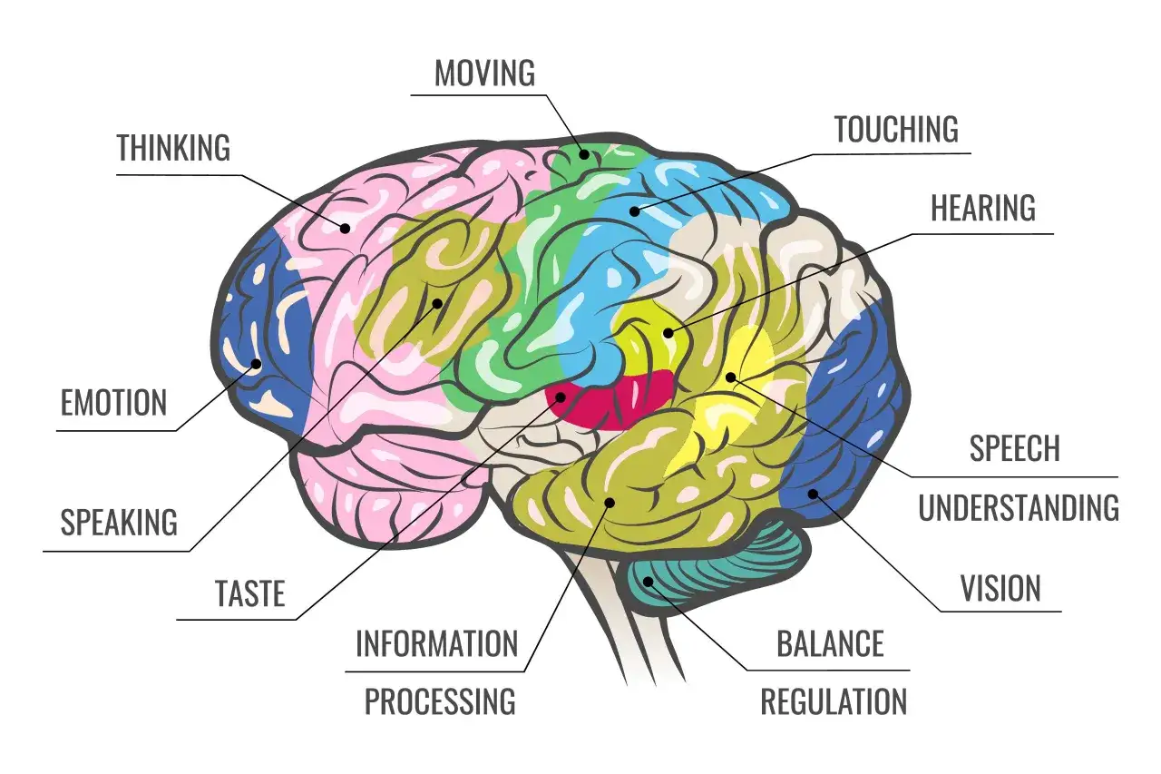 Cerveau color&eacute; illustrant les zones de pens&eacute;e, d'&eacute;motion, de mouvement, de toucher, d'ou&iuml;e, de parole, de go&ucirc;t, de vision, d'&eacute;quilibre et de traitement de l'information, une liste des 21 sens du corps humain.