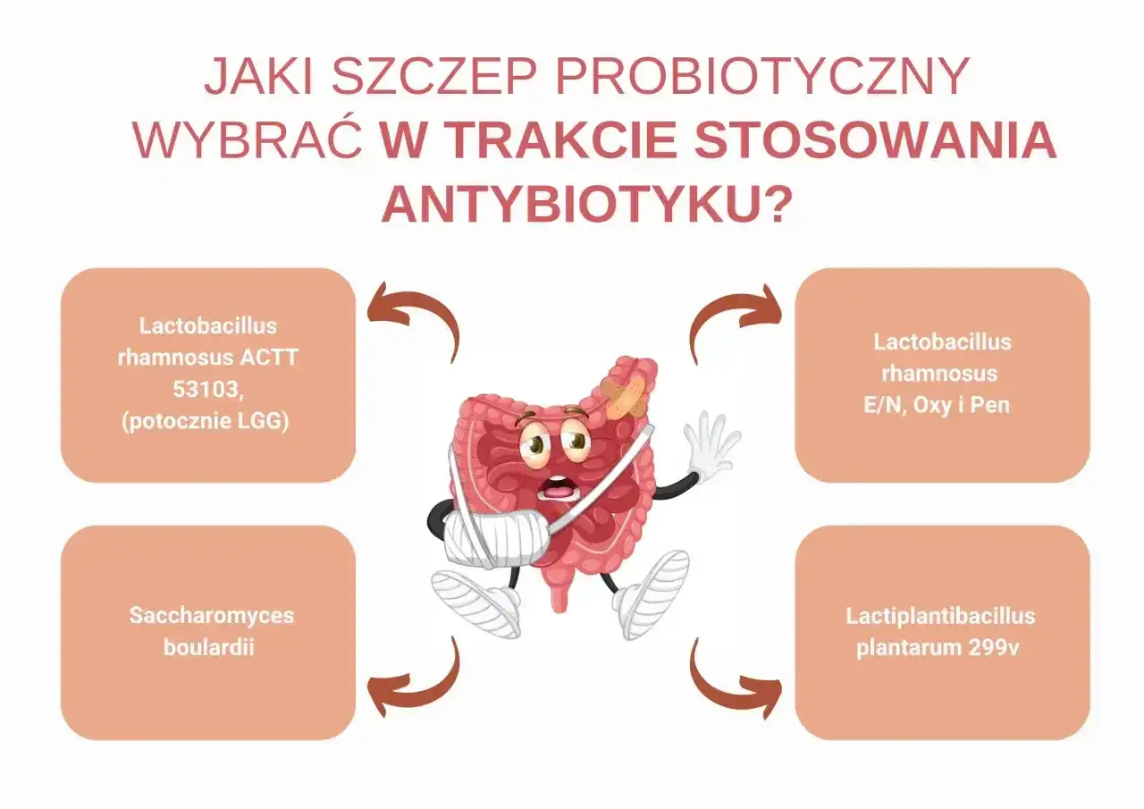 Jaki probiotyk przed czy po antybiotyku? Grafika pokazuje chore jelita i różne szczepy probiotyków.