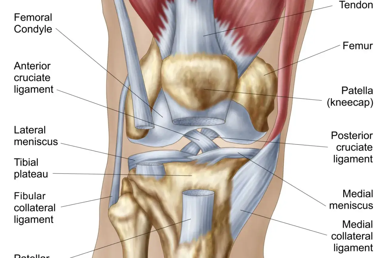 Anatomische Darstellung des Knies mit Sehnen, Bändern und Menisken. Mögliche Entzündung der Pes anserinus-Schleimbeutel.