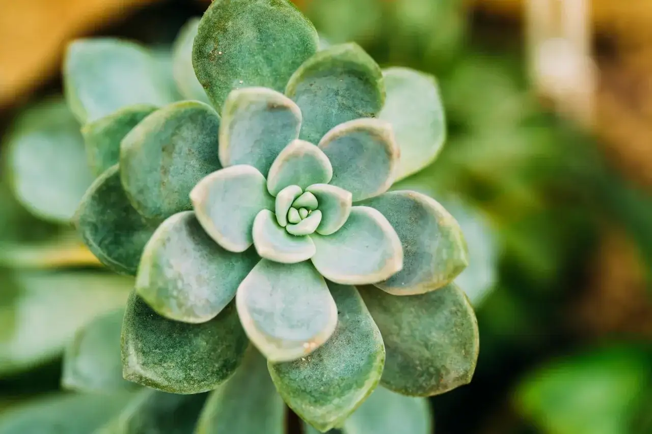Gros plan d'un cactus extérieur résistant au gel, ses feuilles charnues formant une rosette parfaite.